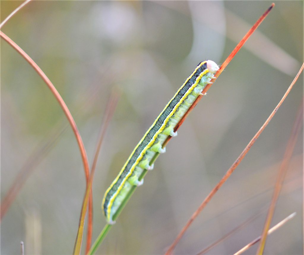 Broom moth (Ceramica pisi) caterpillar at Silver Flowe