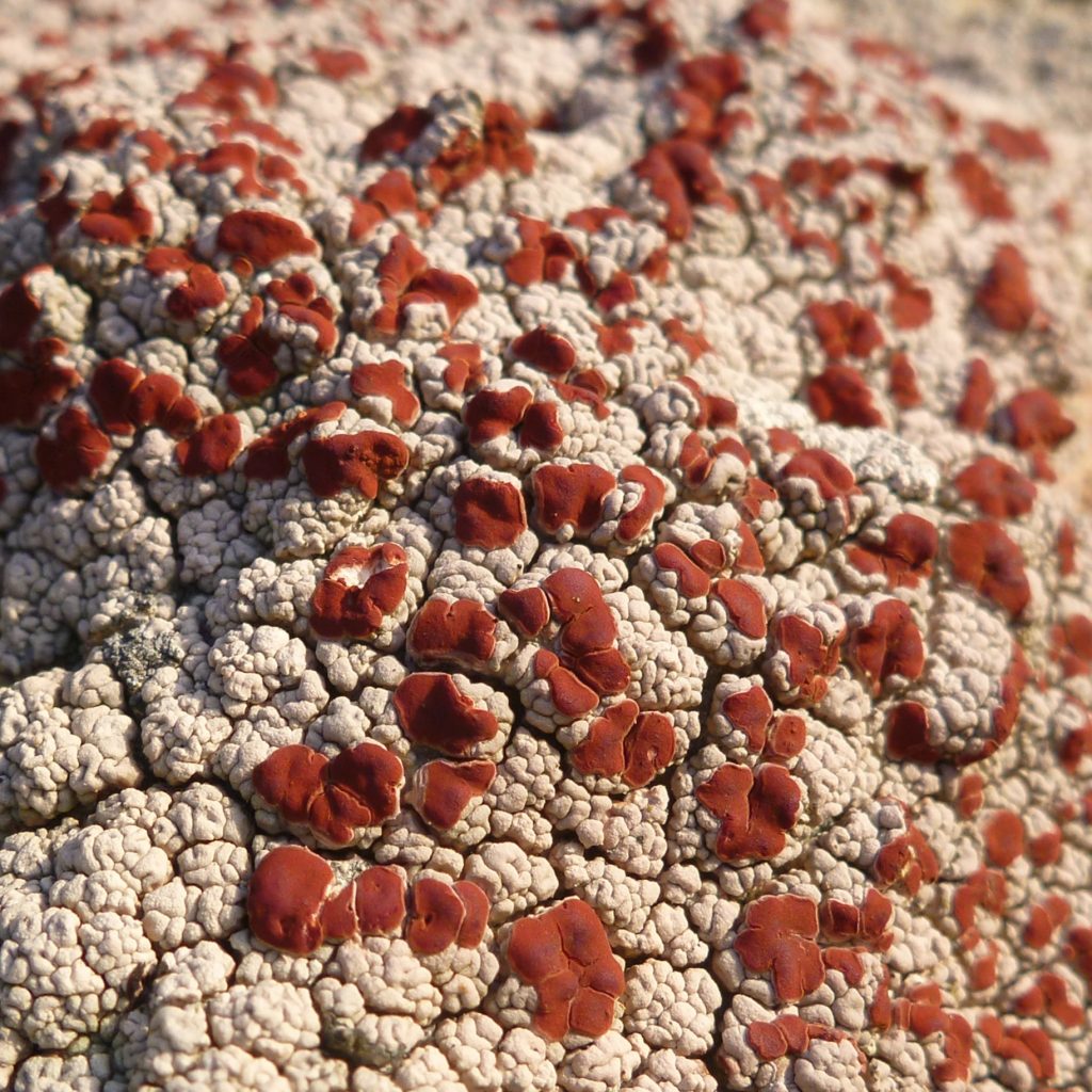 Bloodspot lichen