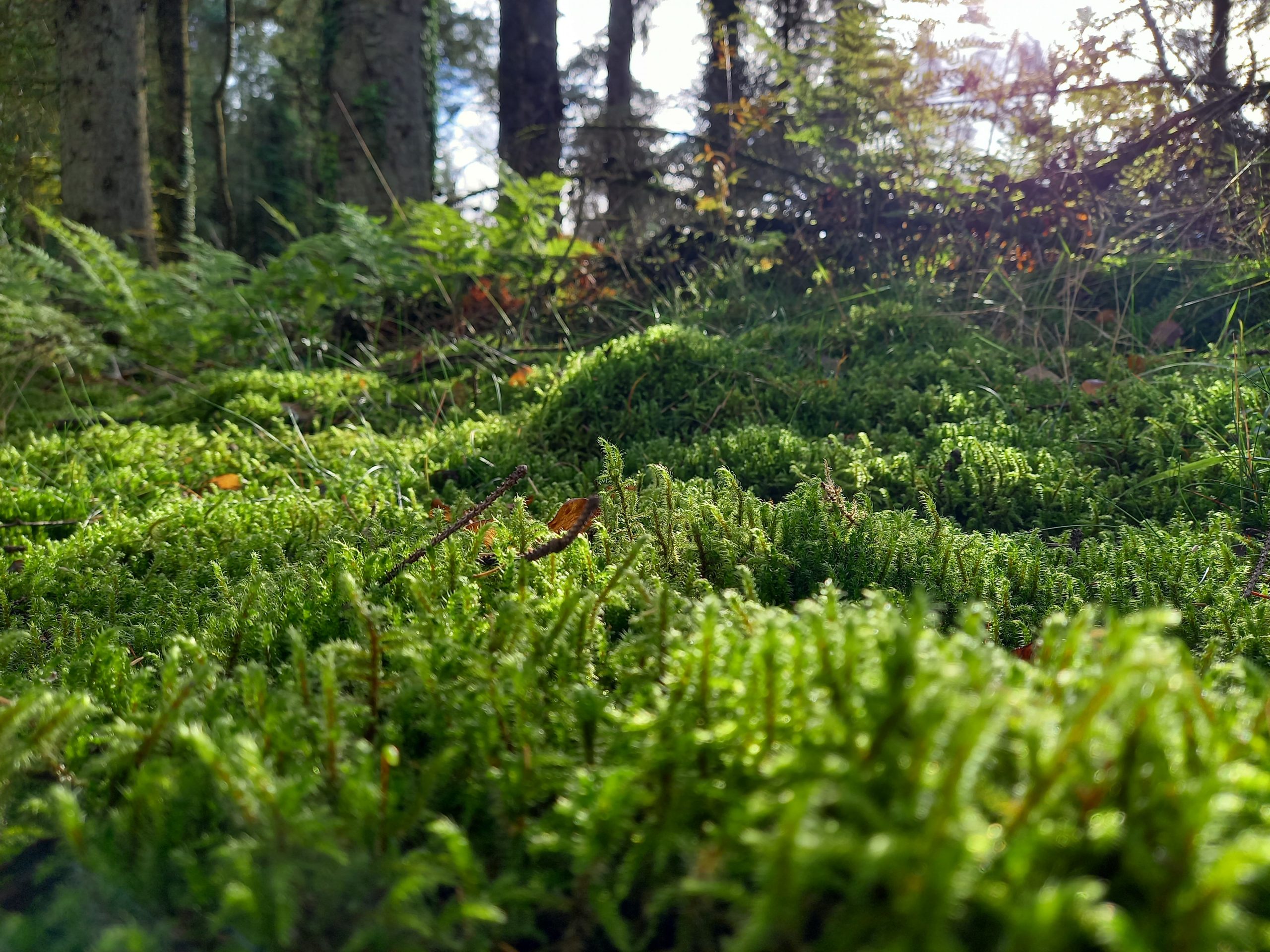 Close up of mossy ground cover.