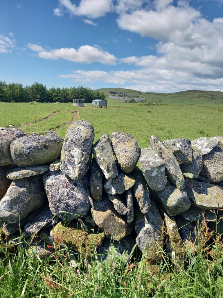 Drystane dyke at Bagbie Farm, Carsluith.