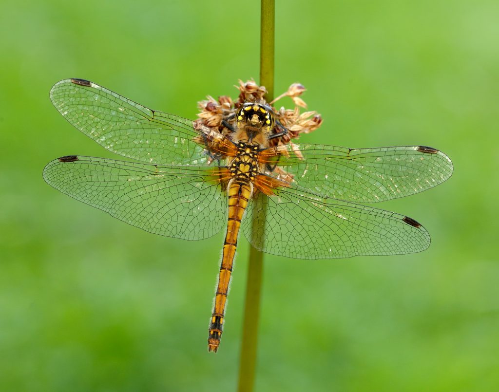 Black darter dragonfly (Sympetrum danae)