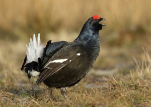 A black grouse 