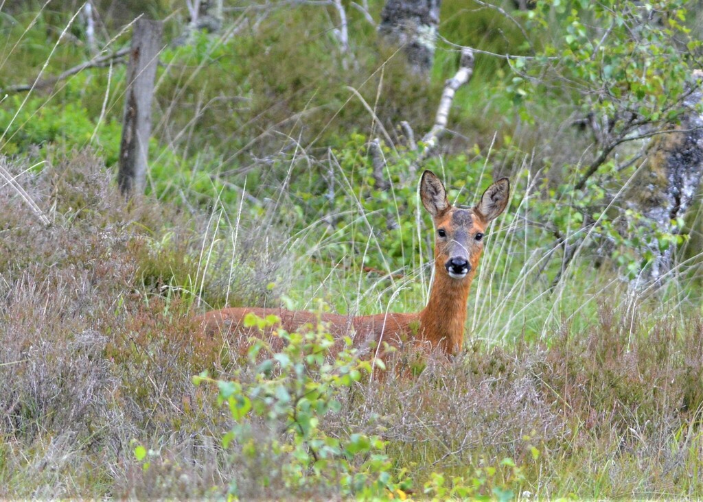 Capreolus capreolus - roe deer.