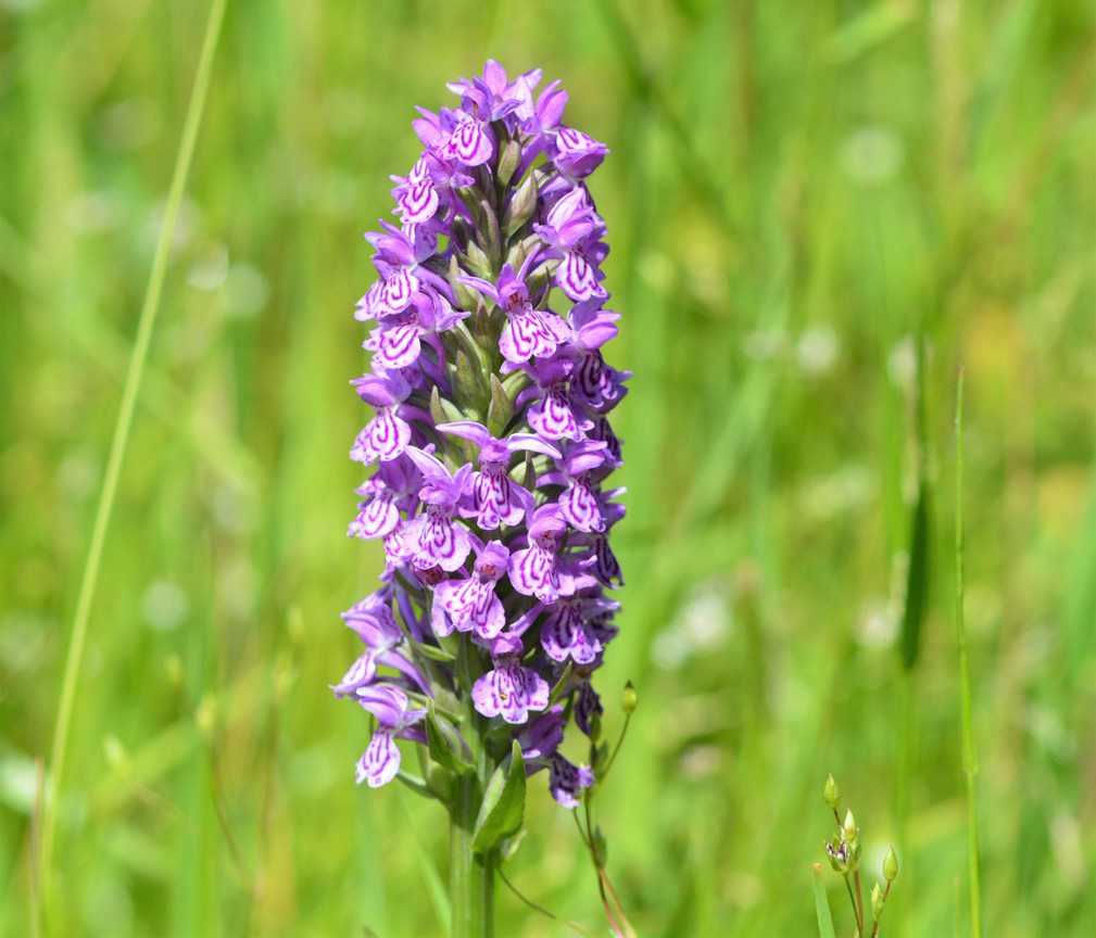 Dactylorhiza purpurella - the northern marsh orchid.