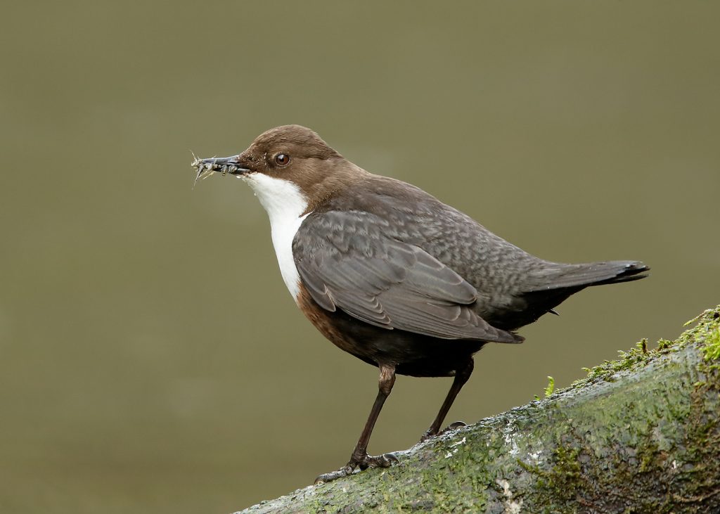 Dipper - Cinclus cinclus