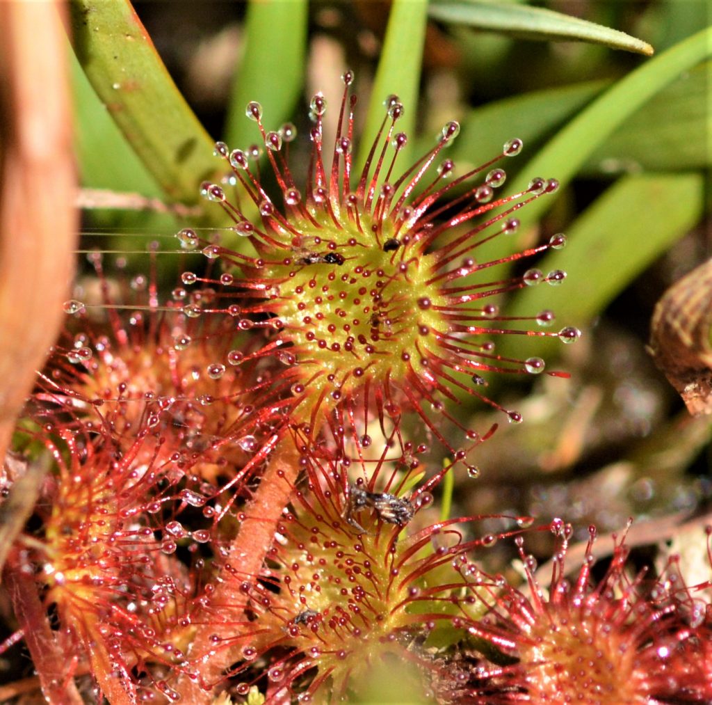 Drosera rotundifolia - round-leaved sundew.