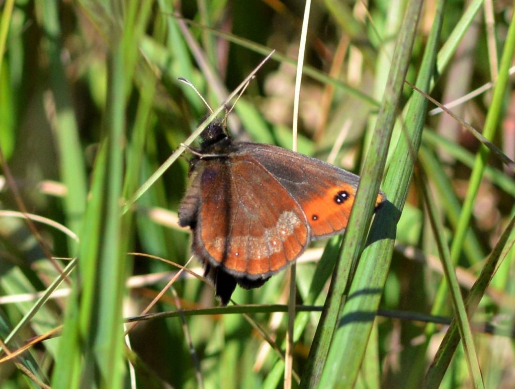 Erebia aethiops - Scotch argus butterfly