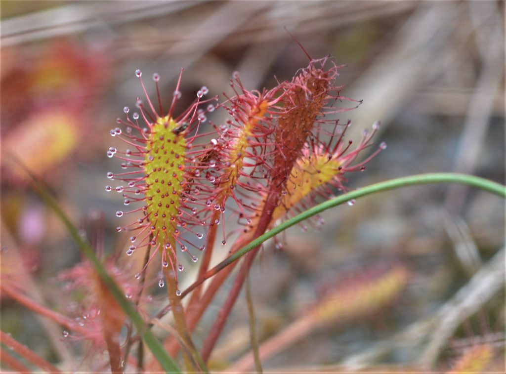 Great sundew (Drosera anglica) at Silver Flowe