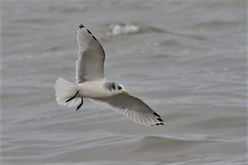 Kittiwake