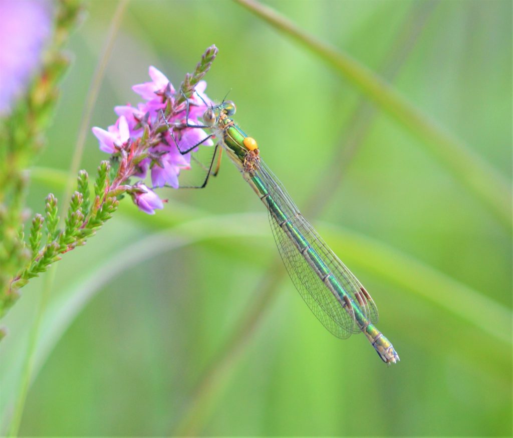 Dragonfly - Lestes sponsa - side view