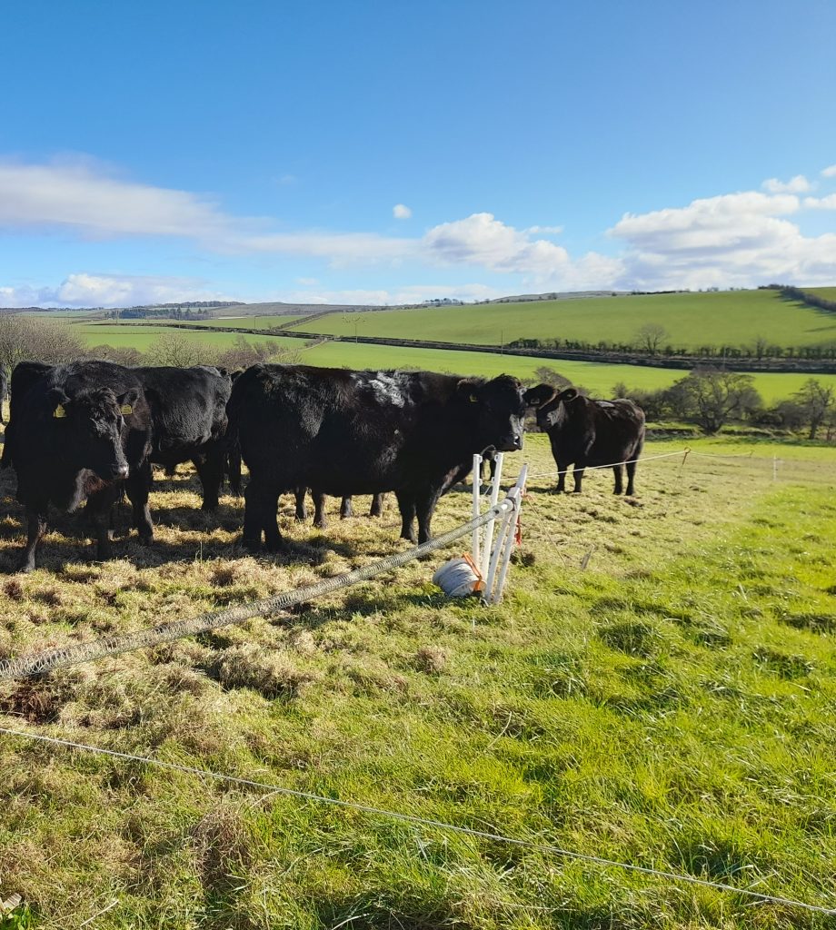 Mob grazing of cattle at Balsar Glen