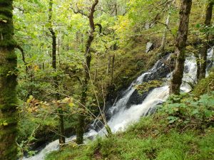 Pulhowan Burn waterfall surrounded by native broadleaf trees at RSPB Wood of Cree.