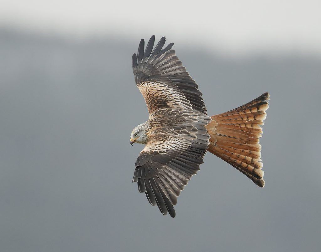 Red Kite (cr Iain Leach Photography)