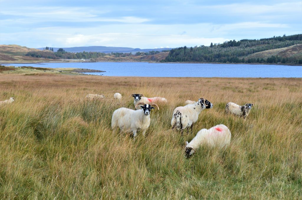 Sheep grazing at Loch Doon in East Ayrshire.
