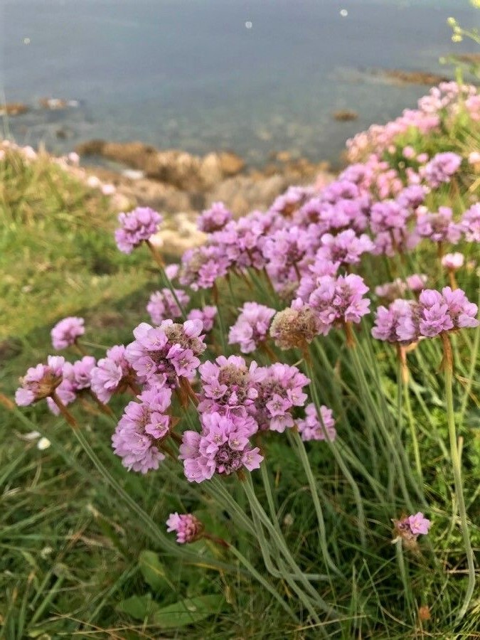 Thrift in flower.