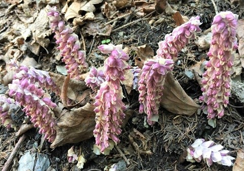 Toothwort at Stenhouse Wood.