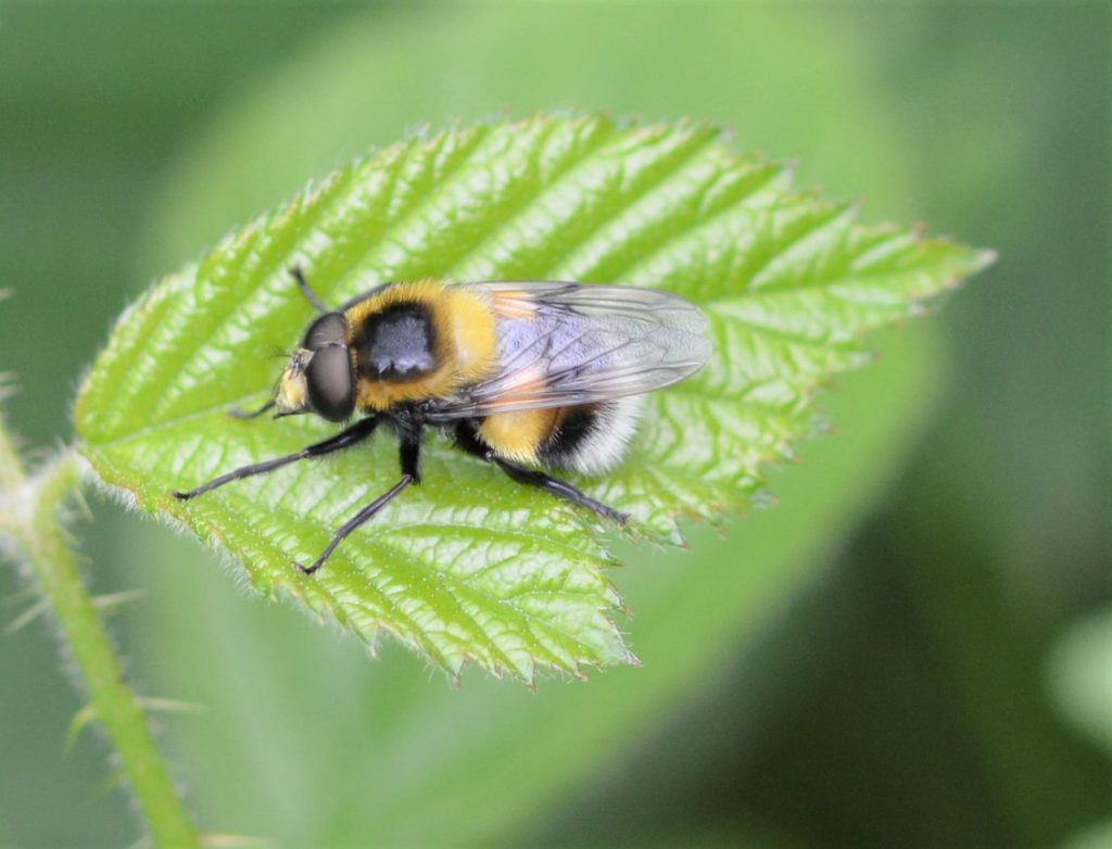 Volucella bombylans var plumata (hoverfly)