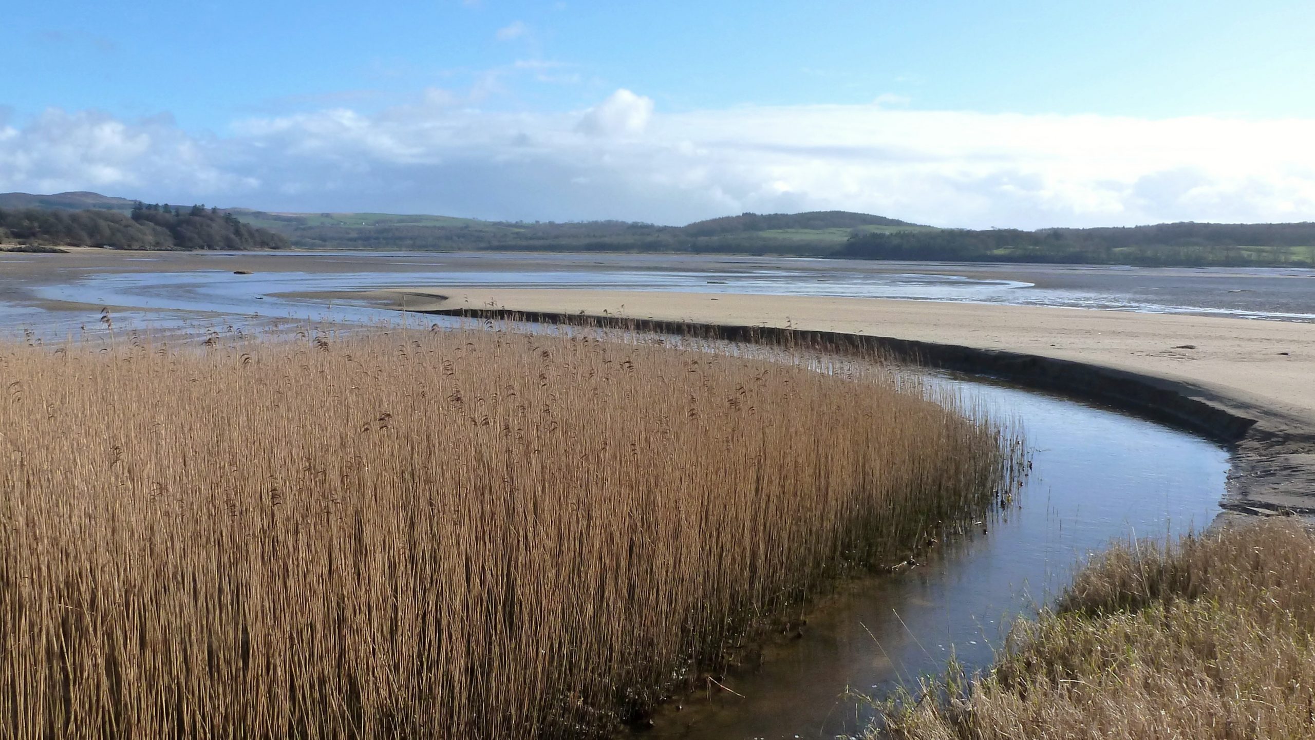 Reeds at Cardoness