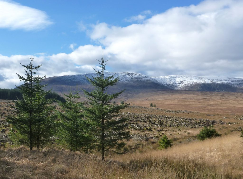 Young spruce and an area of clearfell with Cairnsmore of Fleet in the background, snow on the hills.