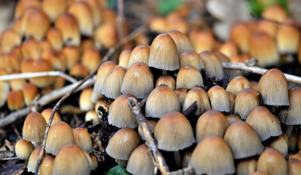 Clump of Coprinus atramentarius - ink cap fungus