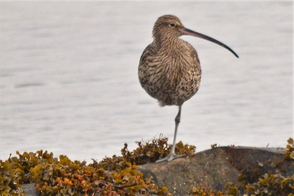 Numenius arquata (Eurasian curlew)