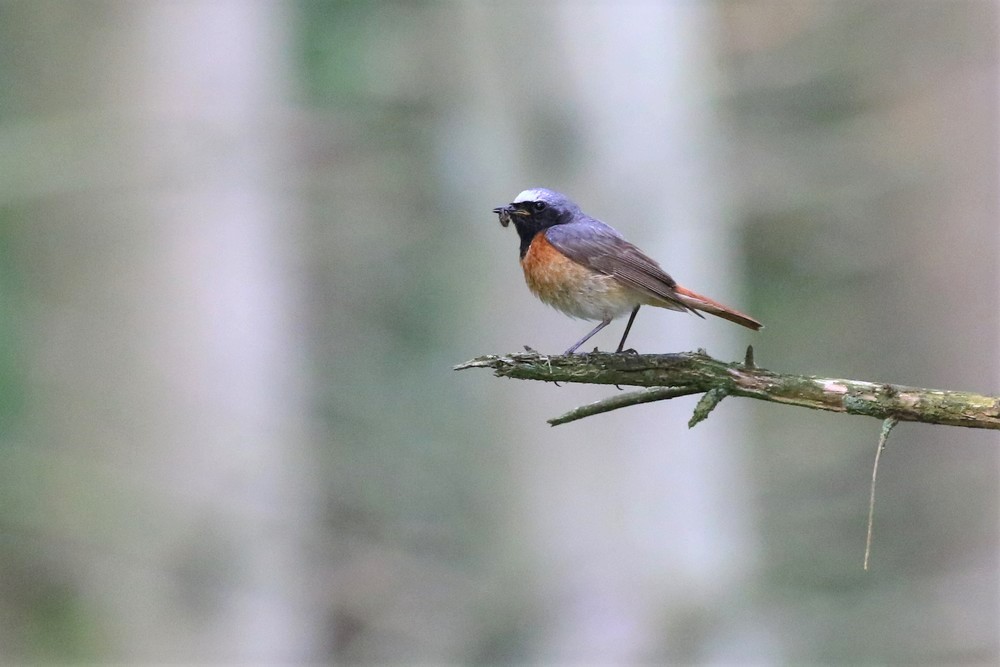 Redstart