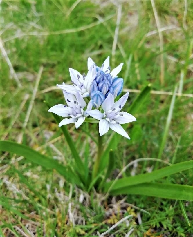 Spring squill