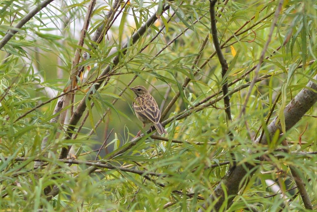 Tree pipit