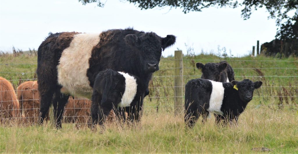 Belted Galloway cattle at Balmangan Farm.