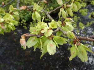 Wych elm fruits.