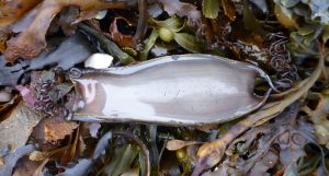 Nursehound eggcase