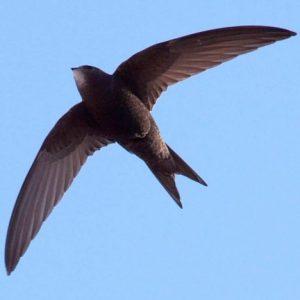 A swift in flight