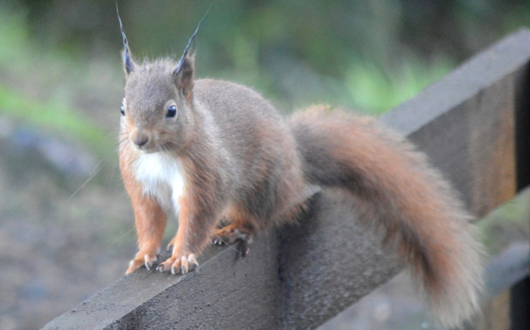 Red squirrel on a fence.