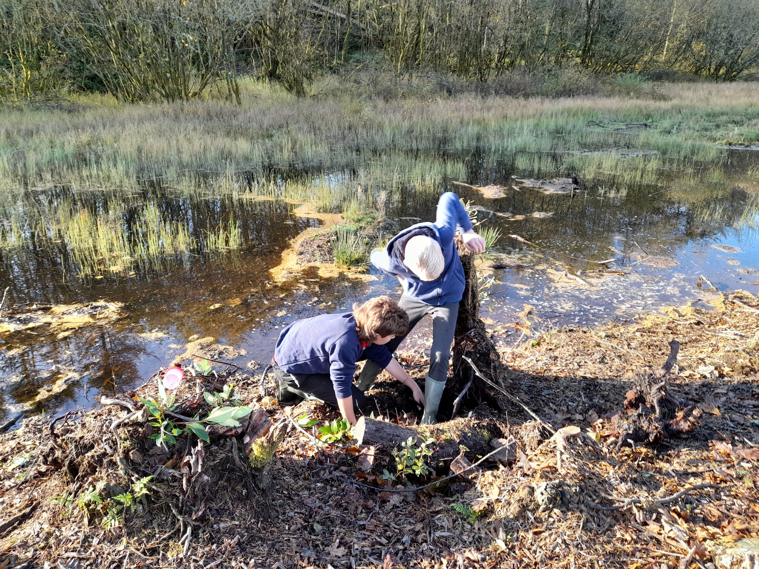 Two children exploring the ground around a dead tree stump beside a pond that has various water plants growing, the other side of the pond is a forest.